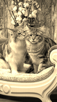 Szary + Sepia