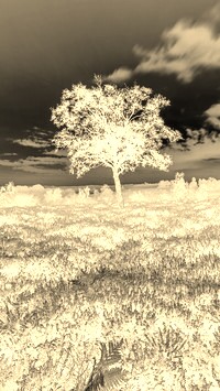 Sepia + Negatyw
