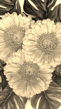 Szary + Sepia