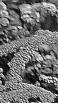 Skamielina