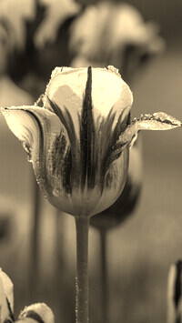 Szary + Sepia