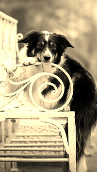 Szary + Sepia