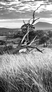 Szary + Sepia