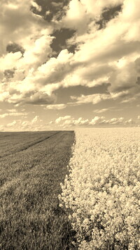 Szary + Sepia