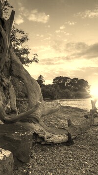 Szary + Sepia