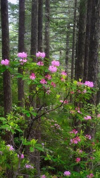 Oryginalny obrazek