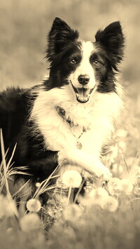 Szary + Sepia