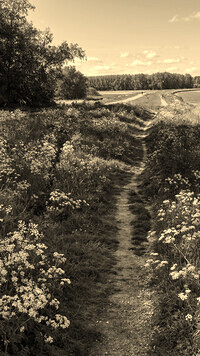 Sepia
