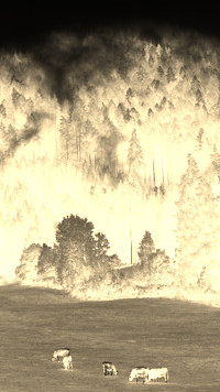Sepia + Negatyw