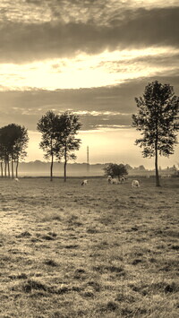 Szary + Sepia