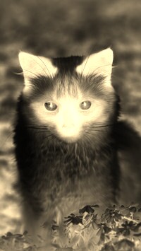 Sepia + Negatyw