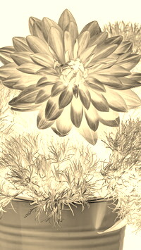 Sepia + Negatyw