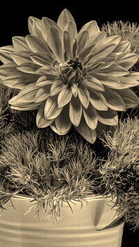 Sepia