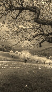 Szary + Sepia