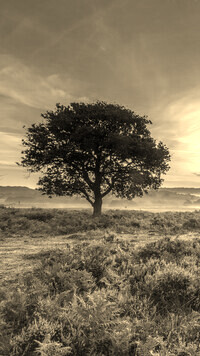 Szary + Sepia