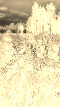 Sepia + Negatyw