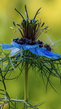 Oryginalny obrazek
