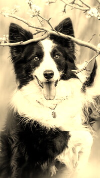 Szary + Sepia