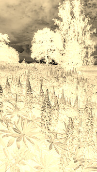 Sepia + Negatyw