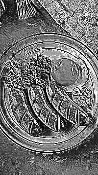Skamielina
