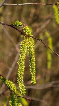 Oryginalny obrazek