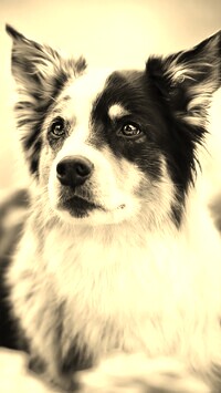 Szary + Sepia