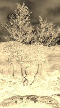 Sepia + Negatyw
