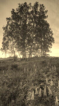 Szary + Sepia