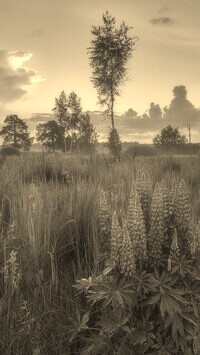 Sepia