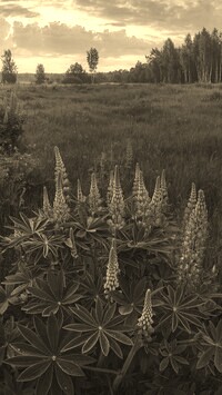 Szary + Sepia