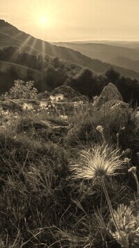 Sepia