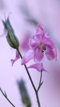 Oryginalny obrazek