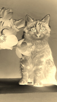 Sepia + Negatyw