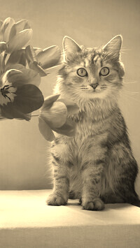 Sepia