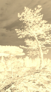 Sepia + Negatyw