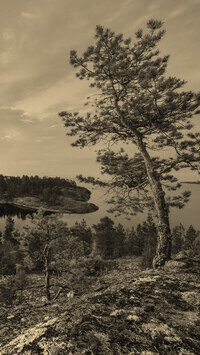 Szary + Sepia