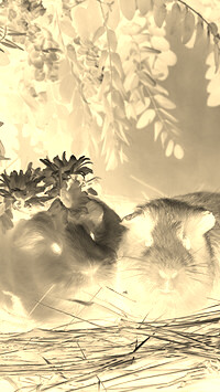 Sepia + Negatyw