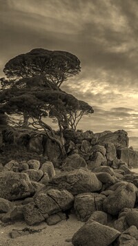 Sepia