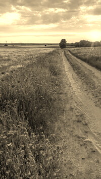 Szary + Sepia