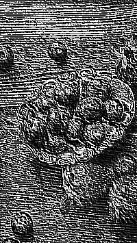 Skamielina