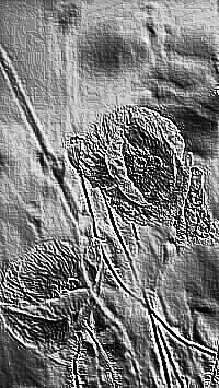 Skamielina