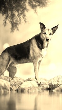 Sepia