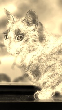 Sepia + Negatyw
