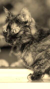 Szary + Sepia
