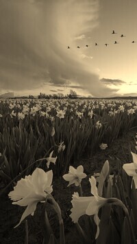 Szary + Sepia