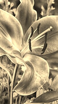 Szary + Sepia
