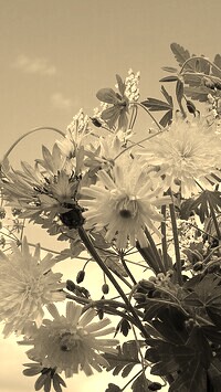 Szary + Sepia