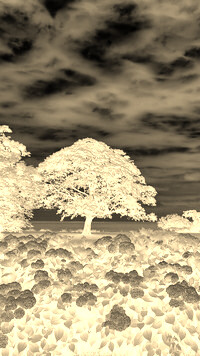 Sepia + Negatyw