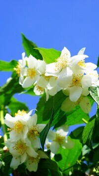 Oryginalny obrazek