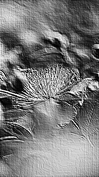 Skamielina